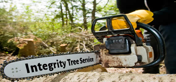 Professional Frisco, Texas Tree Services