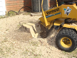 Frisco, Texas Tree Service