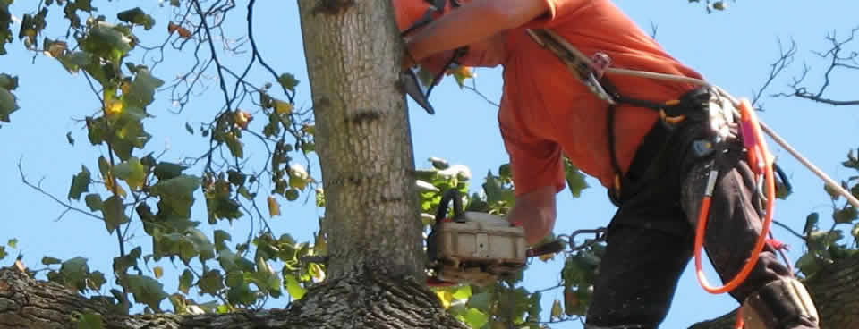 Tree Service Frisco