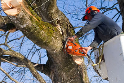 Professional Frisco, Texas Tree Services