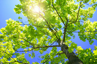 Professional Frisco, Texas Tree Services