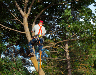 Professional Frisco, Texas Tree Service