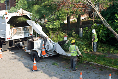 Professional Frisco, Texas Tree Service